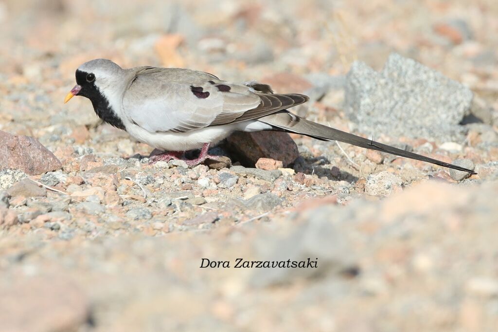 Tourterelle masquée
