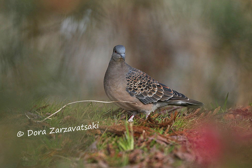 Oriental Turtle Dove