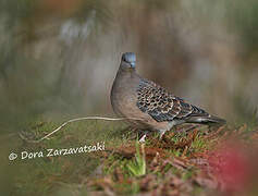 Oriental Turtle Dove