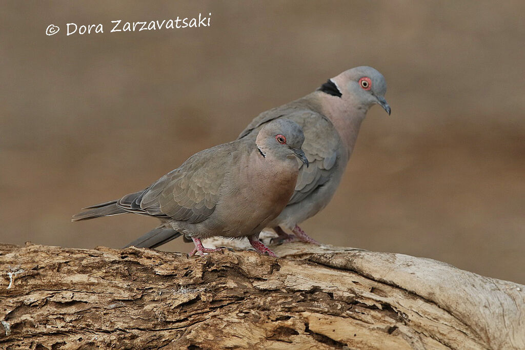 Mourning Collared Doveadult