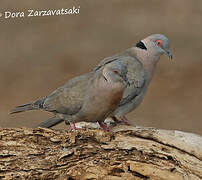 Mourning Collared Dove