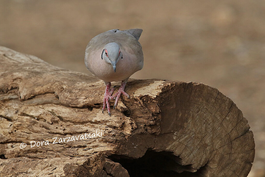 Mourning Collared Doveadult