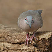 Mourning Collared Dove