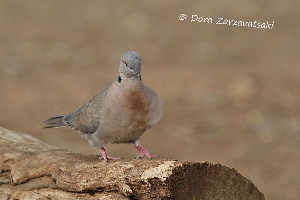 Mourning Collared Doveadult, walking