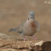 Mourning Collared Dove