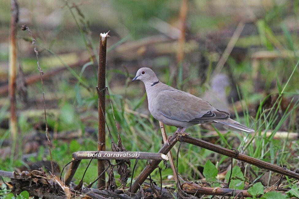 Eurasian Collared Dove