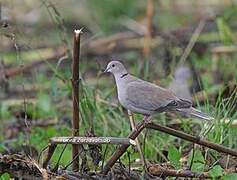 Eurasian Collared Dove