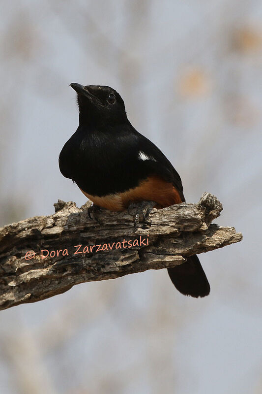 Mocking Cliff Chat male adult