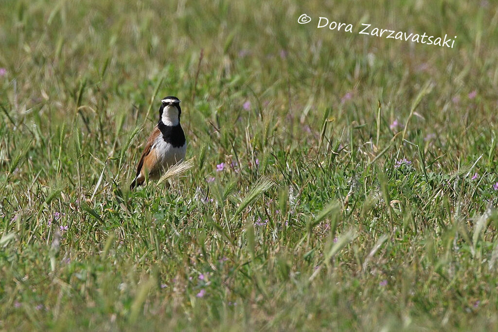 Capped Wheatearadult