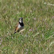 Capped Wheatear