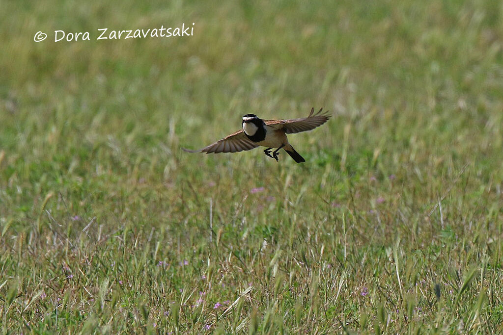 Capped Wheatearadult, Flight