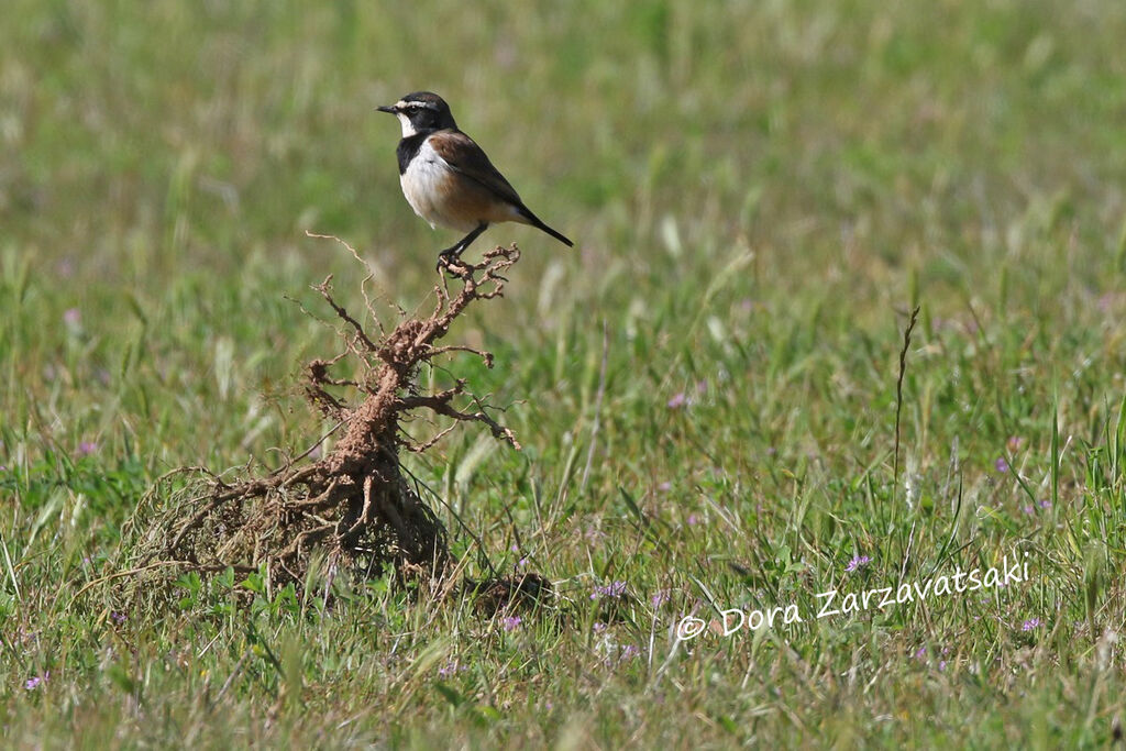 Capped Wheatearadult