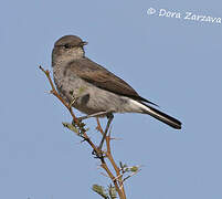 Karoo Chat