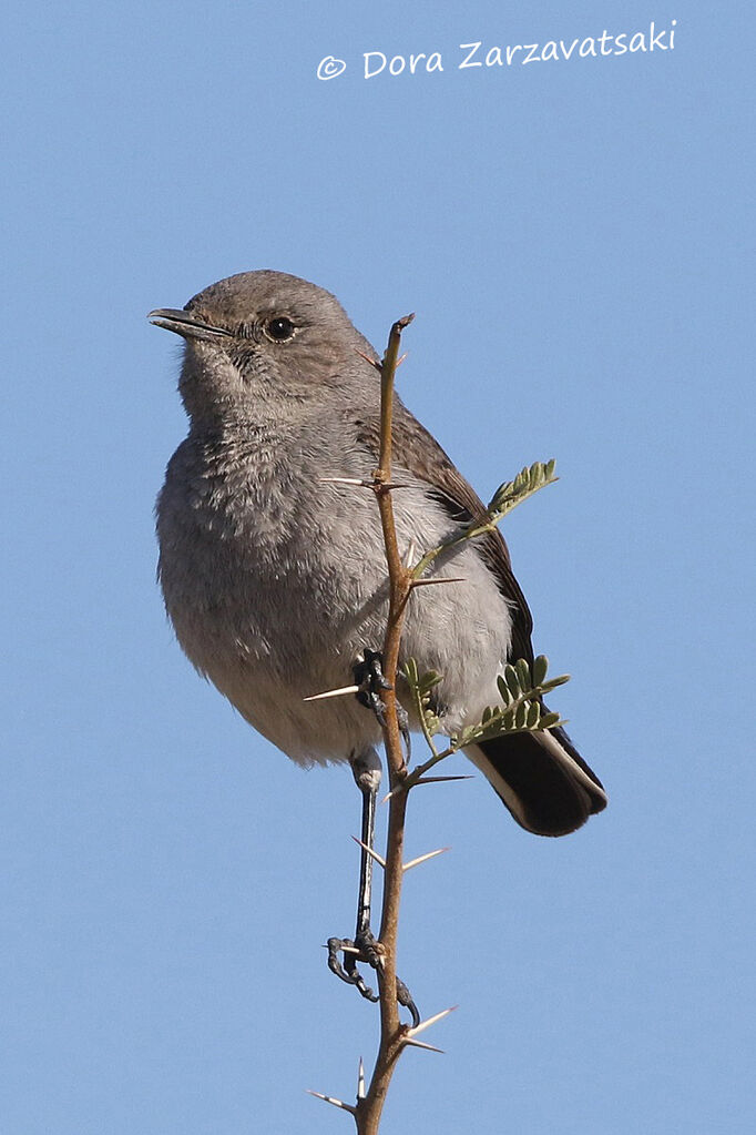 Karoo Chatadult breeding