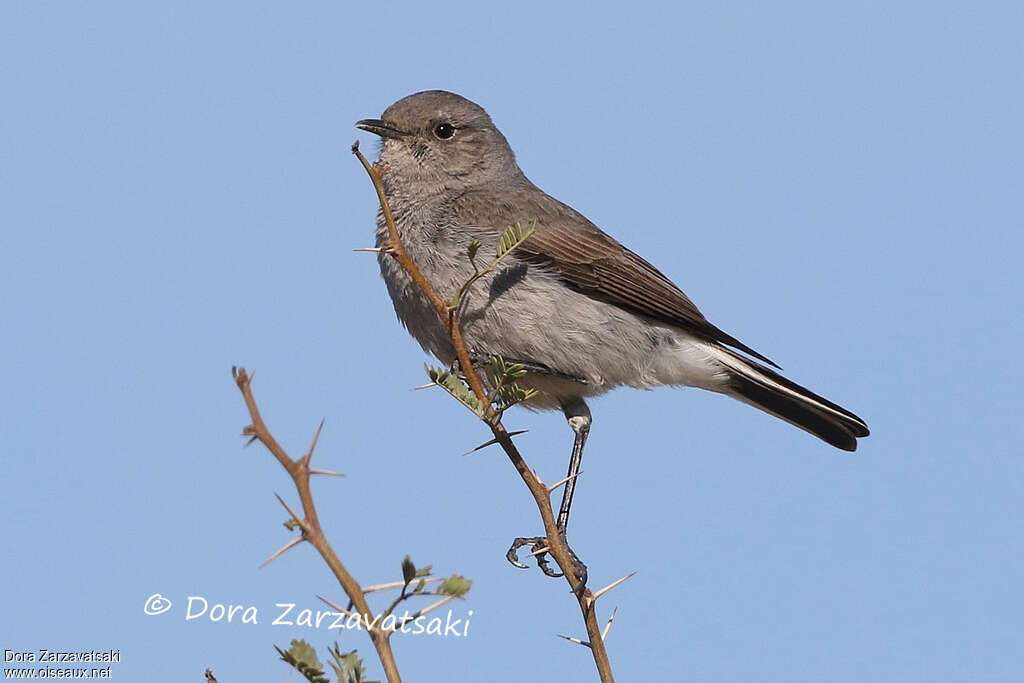 Karoo Chatadult, identification