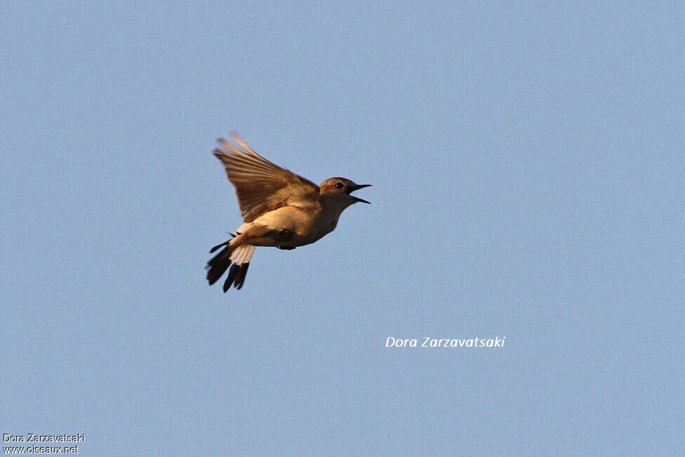 Isabelline Wheatear male adult, song, Behaviour