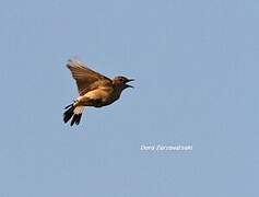 Isabelline Wheatear