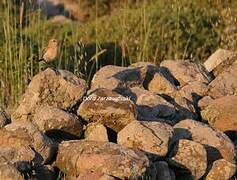 Isabelline Wheatear