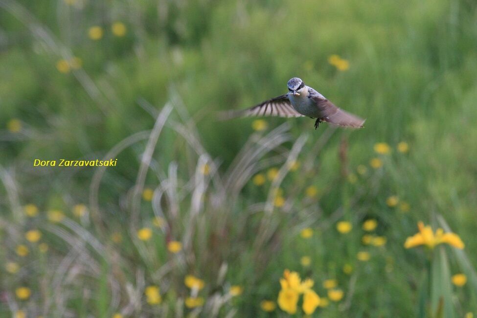 Northern Wheatear