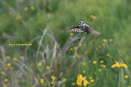 Northern Wheatear