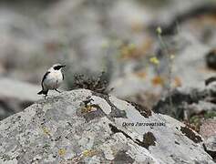 Traquet noir et blanc