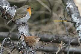 Eurasian Wren