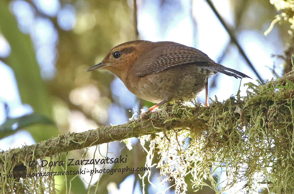 Mountain Wrenadult, identification