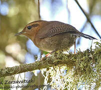 Mountain Wren