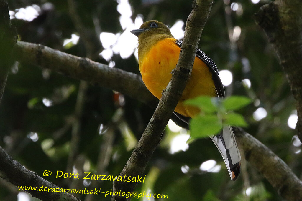 Orange-breasted Trogonadult, identification