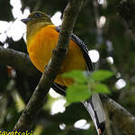 Trogon à poitrine jaune