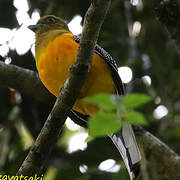 Orange-breasted Trogon