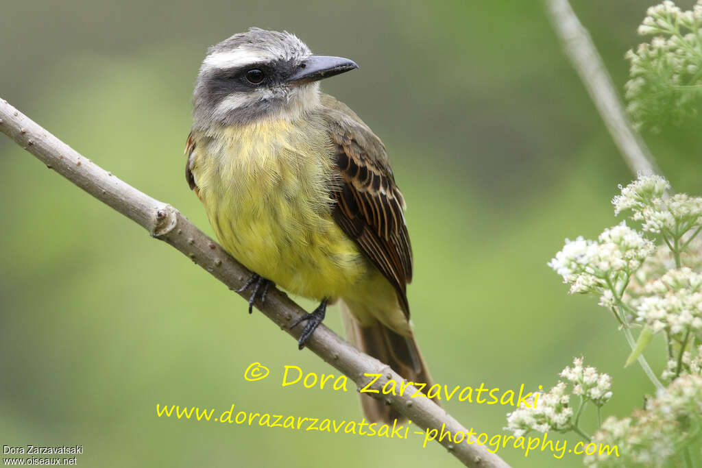 Golden-crowned Flycatcheradult, close-up portrait