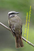 Golden-crowned Flycatcher