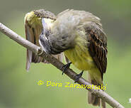 Tyran à ventre d'or