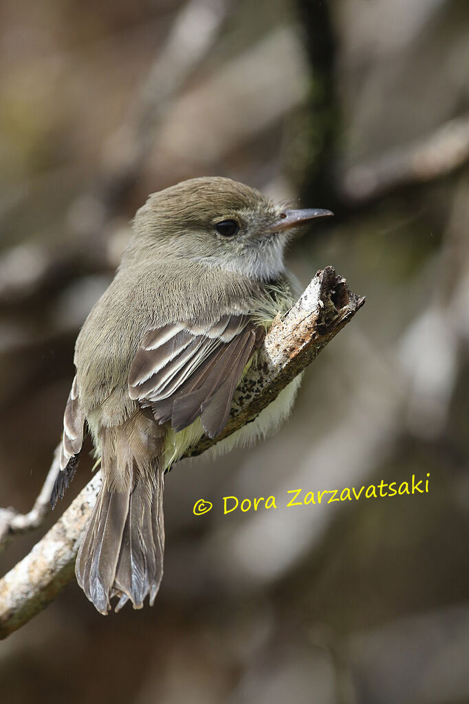 Tyran des Galapagosadulte, identification