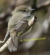 Galapagos Flycatcher