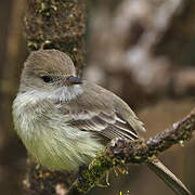 Galapagos Flycatcher