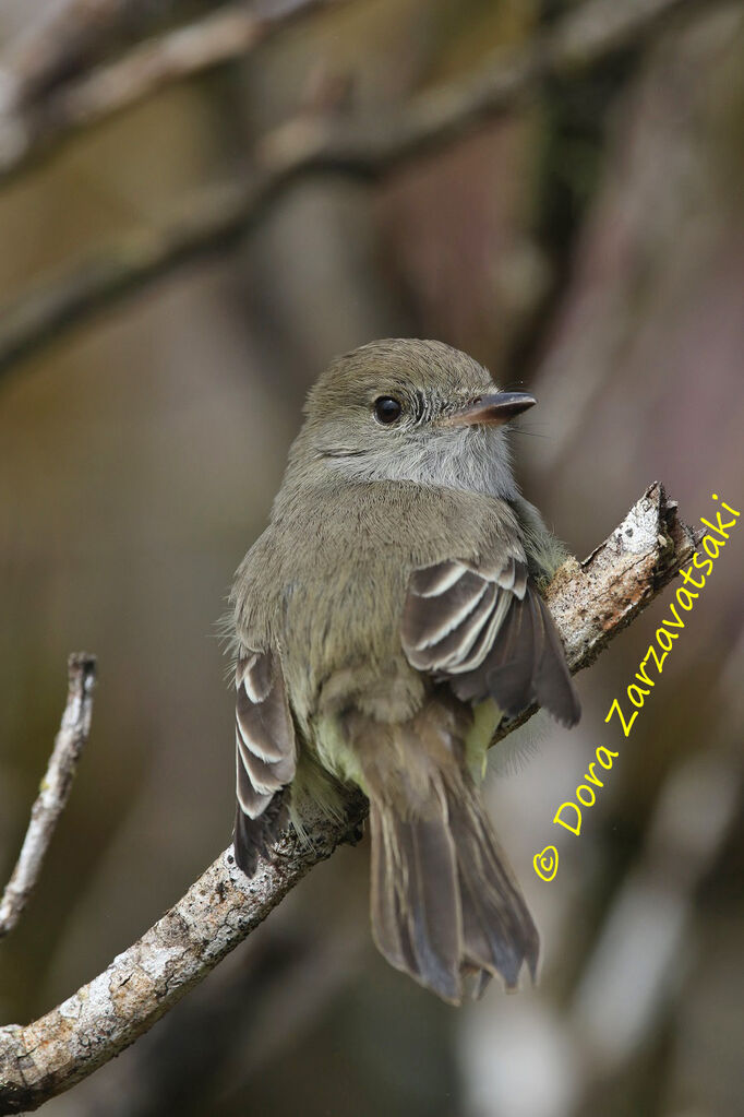 Tyran des Galapagosadulte, identification