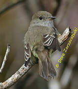 Galapagos Flycatcher