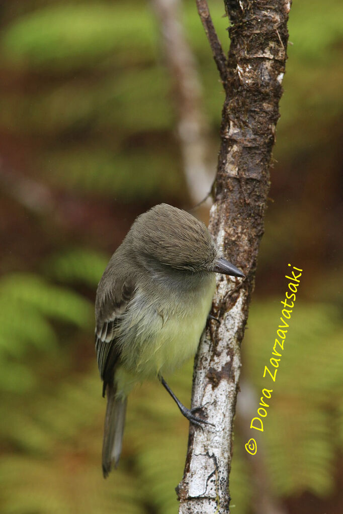 Galapagos Flycatcheradult