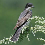 Eastern Kingbird