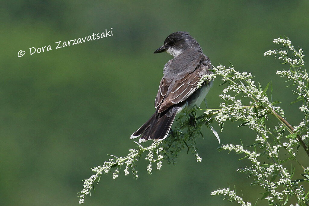 Eastern Kingbirdadult