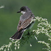 Eastern Kingbird