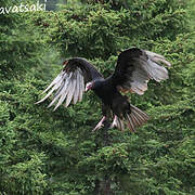 Turkey Vulture