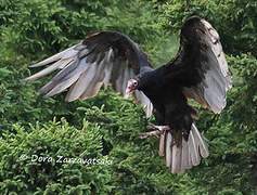 Turkey Vulture