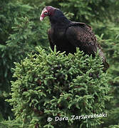 Urubu à tête rouge