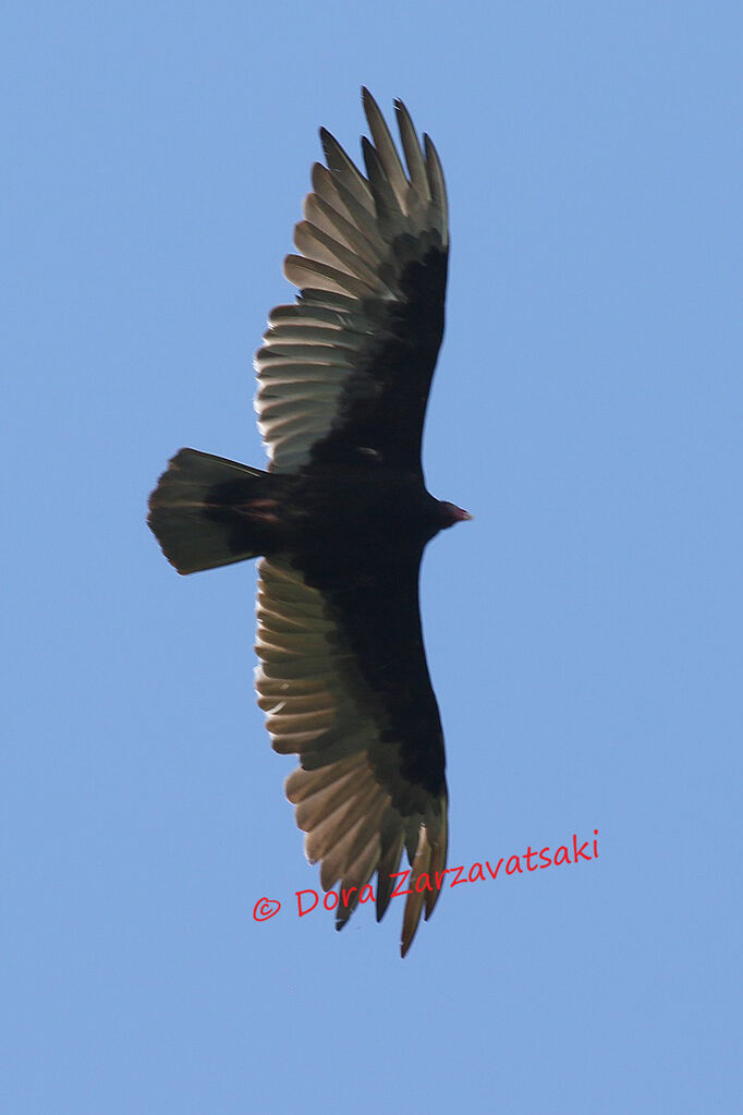 Turkey Vultureadult, moulting, Flight