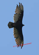 Turkey Vulture