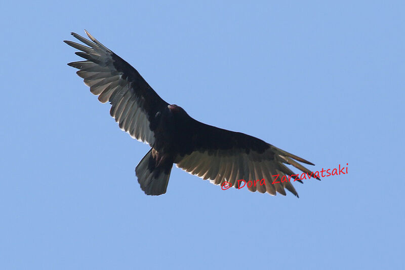 Turkey Vultureadult, moulting, Flight