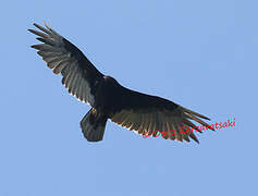 Turkey Vulture